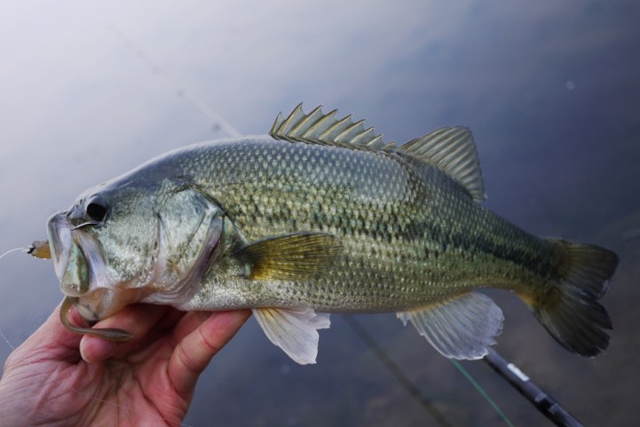 re 20151129 Gura2 bass fishing 09.JPG