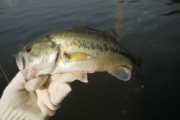 re bass fishing  BF23.JPG
