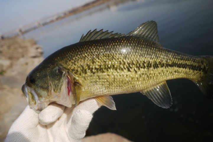 re bass fishing  BF07.JPG
