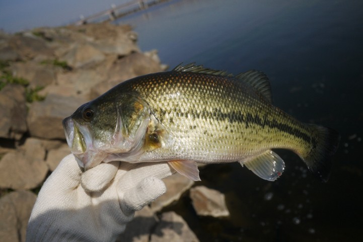 re bass fishing  BF04.JPG