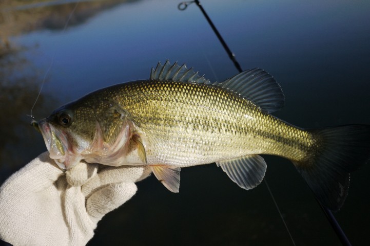 re 20151219 sanbulchoso bass fishing 03.JPG