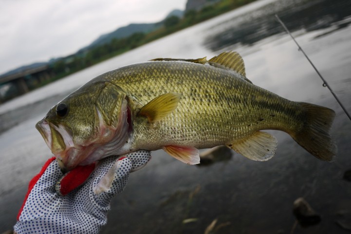 20141012 bass fishing 10.JPG