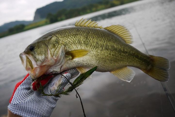 20141012 bass fishing 08.JPG