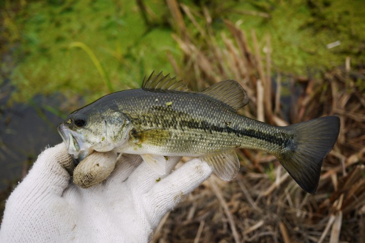20151122 nogok bass fishing 08.JPG