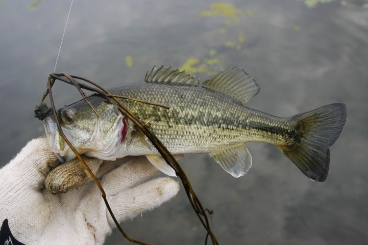 20151122 nogok bass fishing 17.JPG