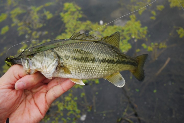 20151122 nogok bass fishing 23.JPG