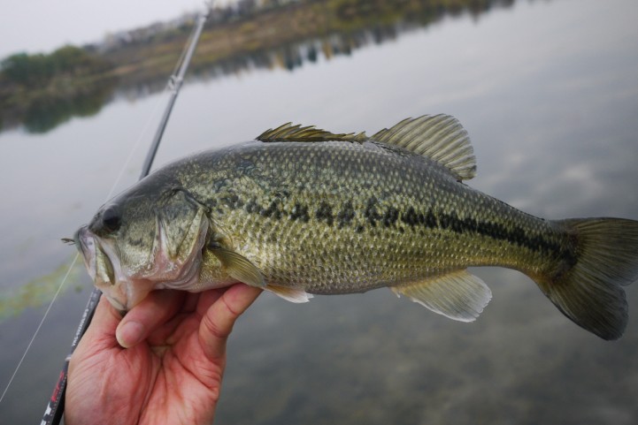 20151122 nogok bass fishing 20.JPG