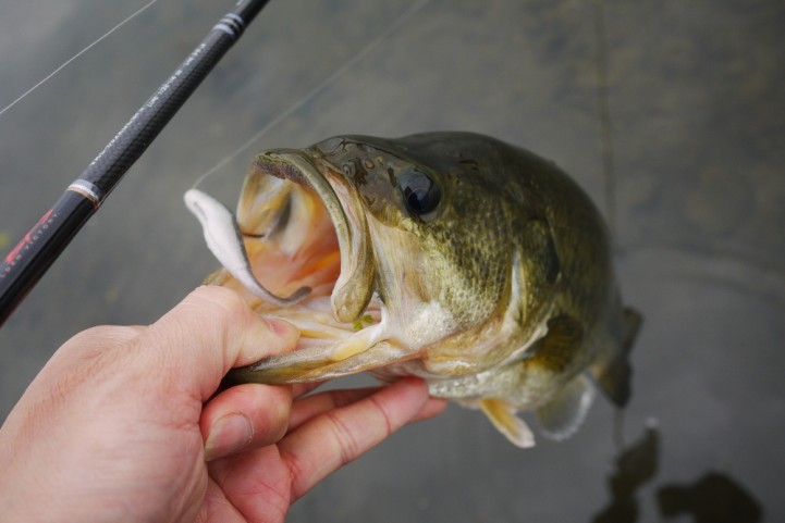 20151122 nogok bass fishing 26.JPG