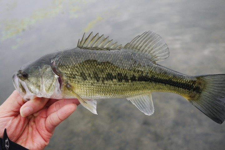 20151122 nogok bass fishing 19.JPG