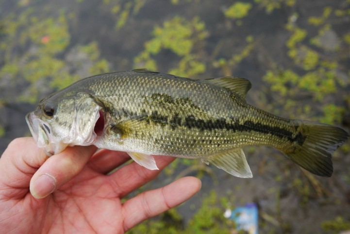 20151122 nogok bass fishing 21.JPG