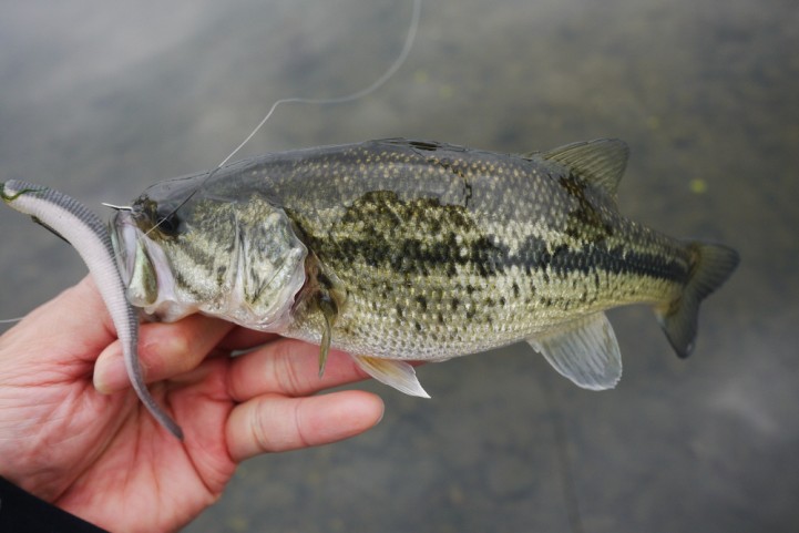 20151122 nogok bass fishing 28.JPG