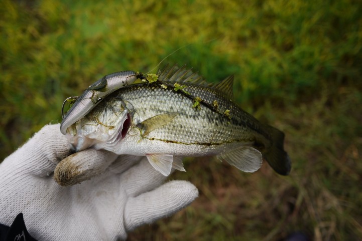 20151122 nogok bass fishing 05.JPG