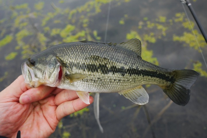 20151122 nogok bass fishing 22.JPG
