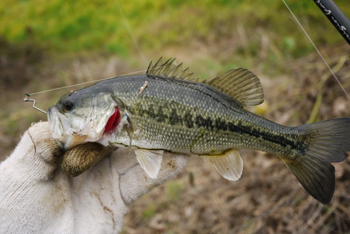 20151122 nogok bass fishing 16.JPG