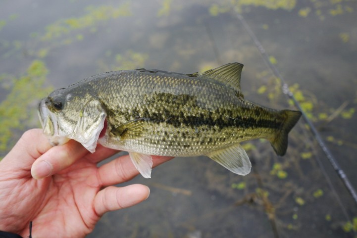 20151122 nogok bass fishing 25.JPG