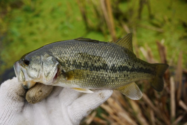 20151122 nogok bass fishing 09.JPG