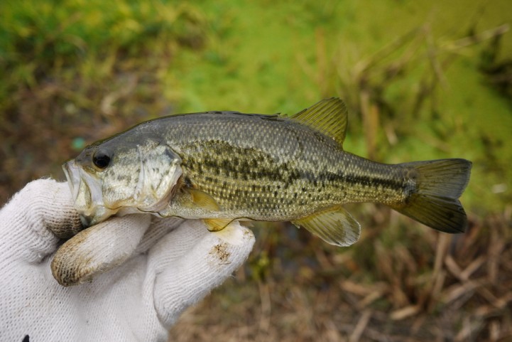 20151122 nogok bass fishing 07.JPG