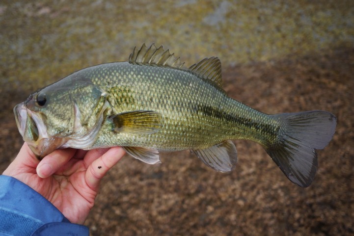 201107 bassfishing 15.JPG